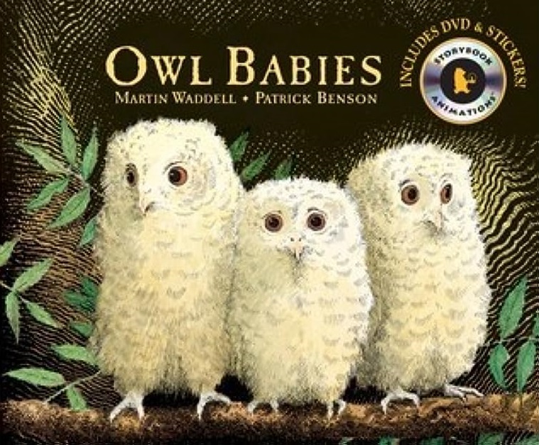 Owl babies